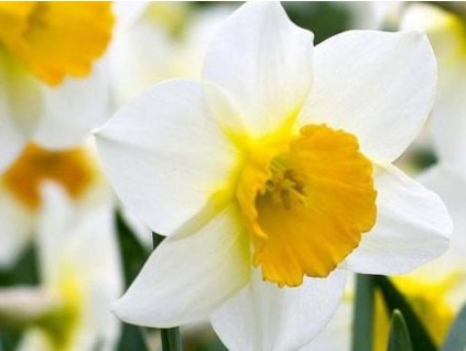 Narcis 'Ice Follies'