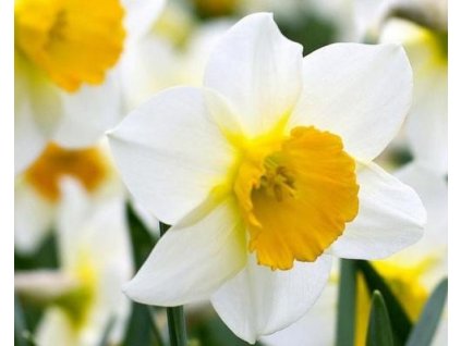 52767 1 narcis ice follies 3ks
