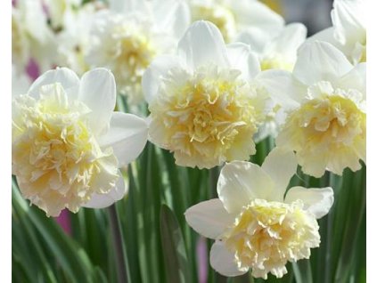 52773 1 narcis ice king