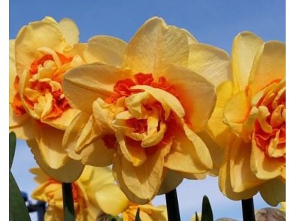 52776 1 narcis innovator 3ks