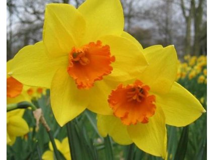 52779 1 narcis jetfire 5ks