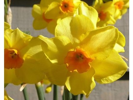 52782 1 narcis martinette 5 ks