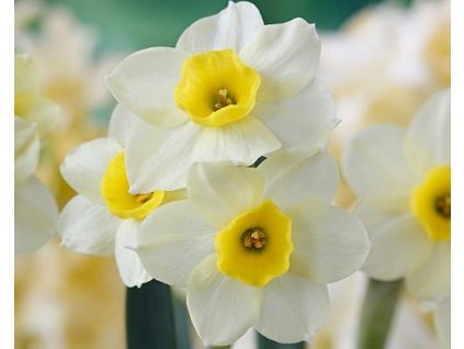 52785 1 narcis minnow 3ks