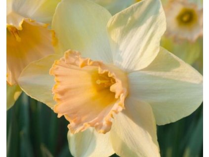 52791 1 narcis modulation