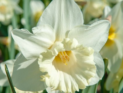 Narcis 'Mount Hood'