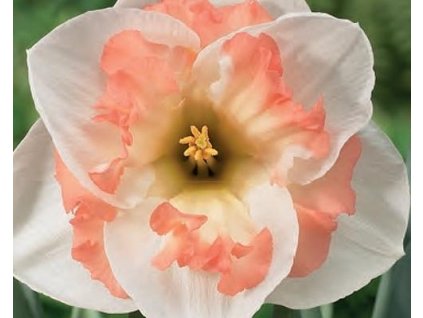 52815 1 narcis pink wonder 3 ks