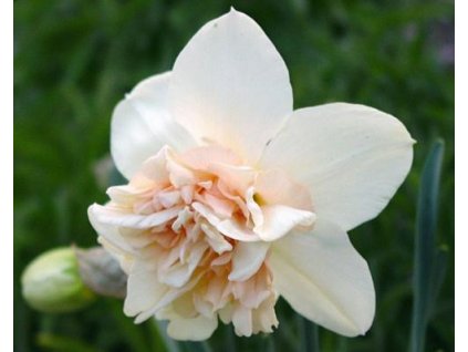 52845 1 narcis rosy cloud 3ks