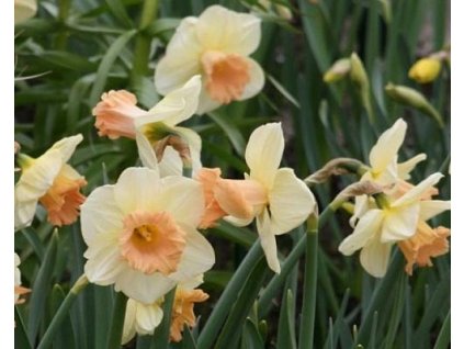 52851 1 narcis sagitta 3 ks