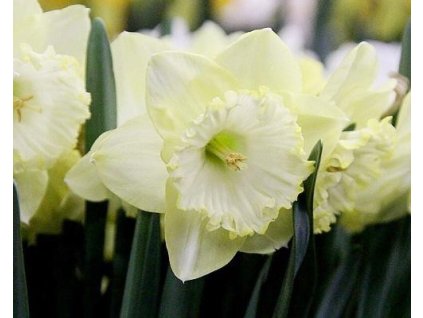 52857 1 narcis saint patricks day 3 ks