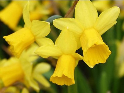52881 narcis tete a tete
