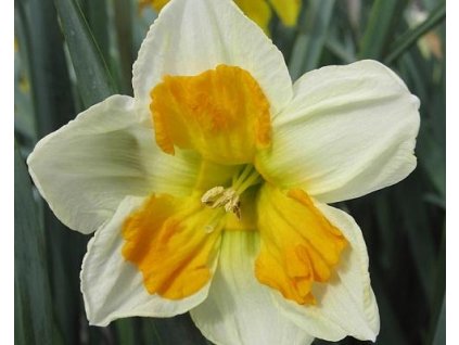52887 1 narcis tricollet 3ks