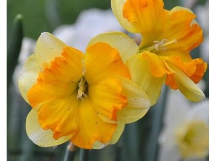 52893 1 narcis tritomba 3 ks