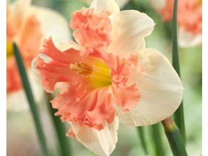 52899 1 narcis vanilla peach 3 ks