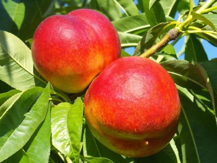Nektarinka 'Stark Red Gold'
