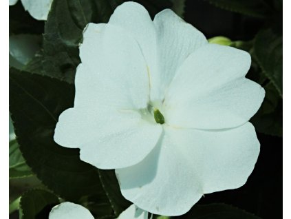 53199 1 netykavka new guinea white