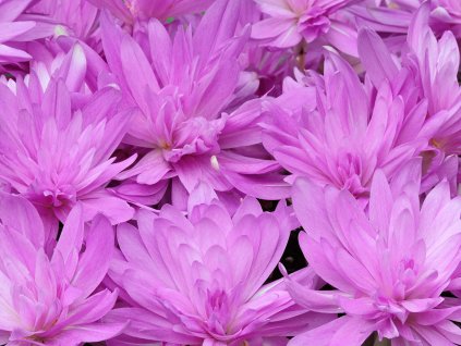 Ocún 'Waterlily'