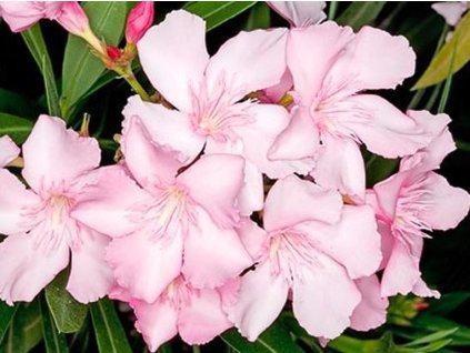 oleander