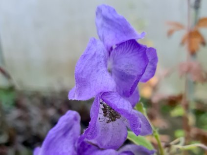 Oměj Šalamounek - Aconitum napellus