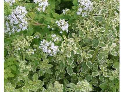 Oreg�no, Dobromysl obecn� �Variegatum� (Balen� kontejner p11)