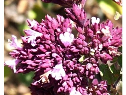 54027 1 oregano dobromysl rosenkuppel