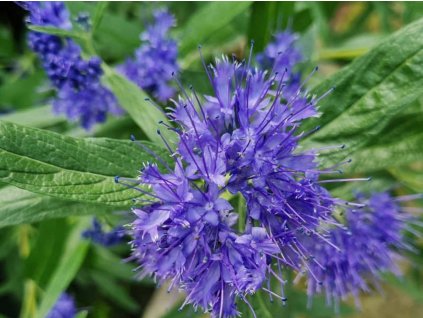 Ořechokřídlec klandonský 'Kew Blue'