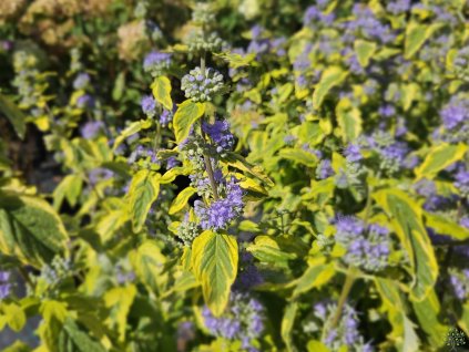 Caryopteris Summer Sorbet (2)