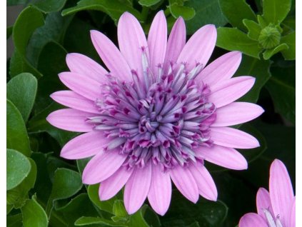 54324 1 osteospermum 3d pink
