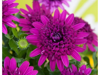 54327 1 osteospermum 3d purple