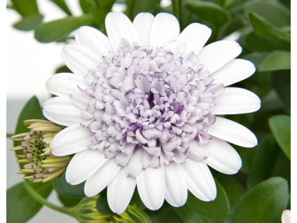 54330 1 osteospermum 3d silver