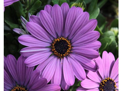 54345 1 osteospermum compact flowerpower blue