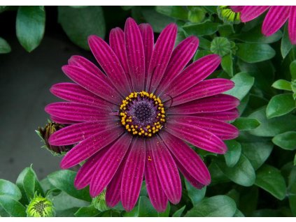 54348 1 osteospermum dark purple