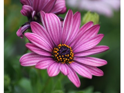 54357 1 osteospermum fialovo ruzove