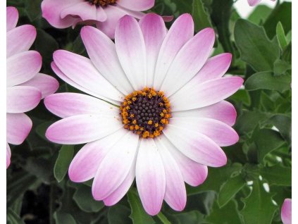 54363 1 osteospermum lavander and white