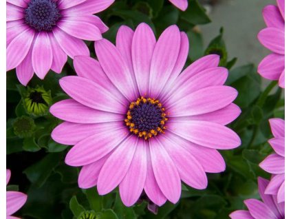 54366 1 osteospermum lavander pink