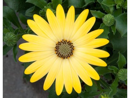 54369 1 osteospermum lemon yellow