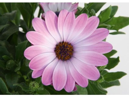 54372 1 osteospermum pink eye