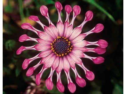 54381 1 osteospermum spider pink