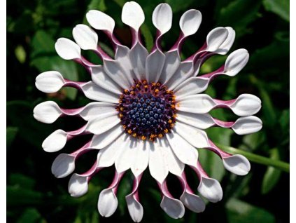 54384 1 osteospermum spider white