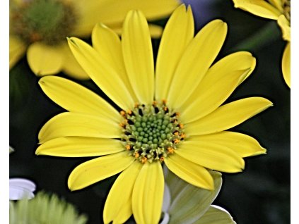54390 1 osteospermum compact flowerpower yellow