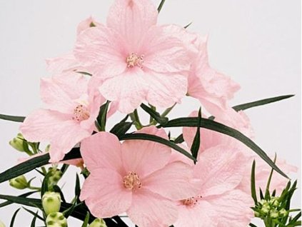 delfix rose