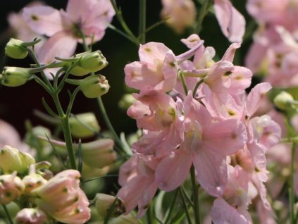 Ostrožka velkokvětá  'Delfix Rose' - Delphinium grandiflorum  'Delfix Rose '