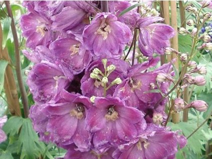 lilac rose