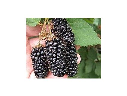 Ostru�in�k �Karaka Black� (Balen� kontejner p9)