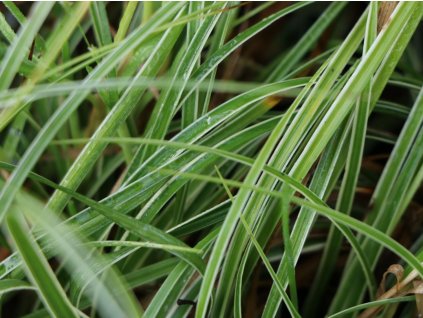 Ostřice 'Snowline' - Carex 'Snowline'