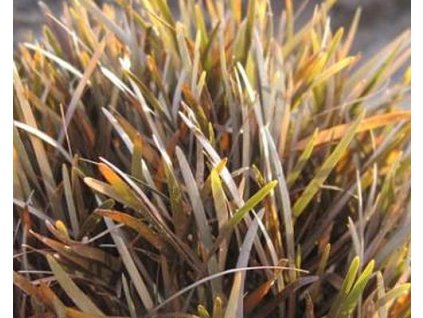 54555 1 ostrice berggrenii