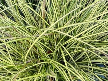 variegata os