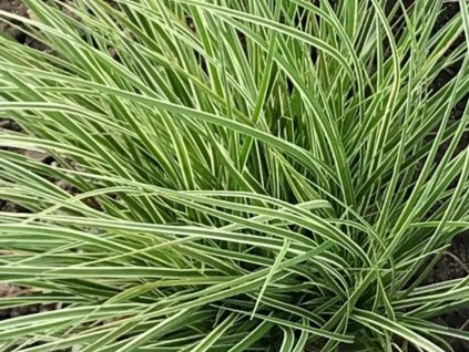 Ostřice horská 'Raureif' - Carex montana 'Raureif'