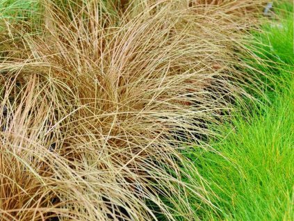 Ostřice chocholatá 'Bronze Form' - Carex comans 'Bronze Form'