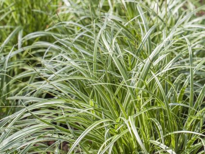 Ostřice japonská  'Silver Sceptre' - Carex morrowii 'Silver Sceptre'