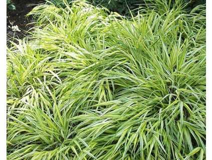 Ost�ice japonsk�  �Variegata� - Carex morrowii 'Variegata' (Balen� kontejner p11)